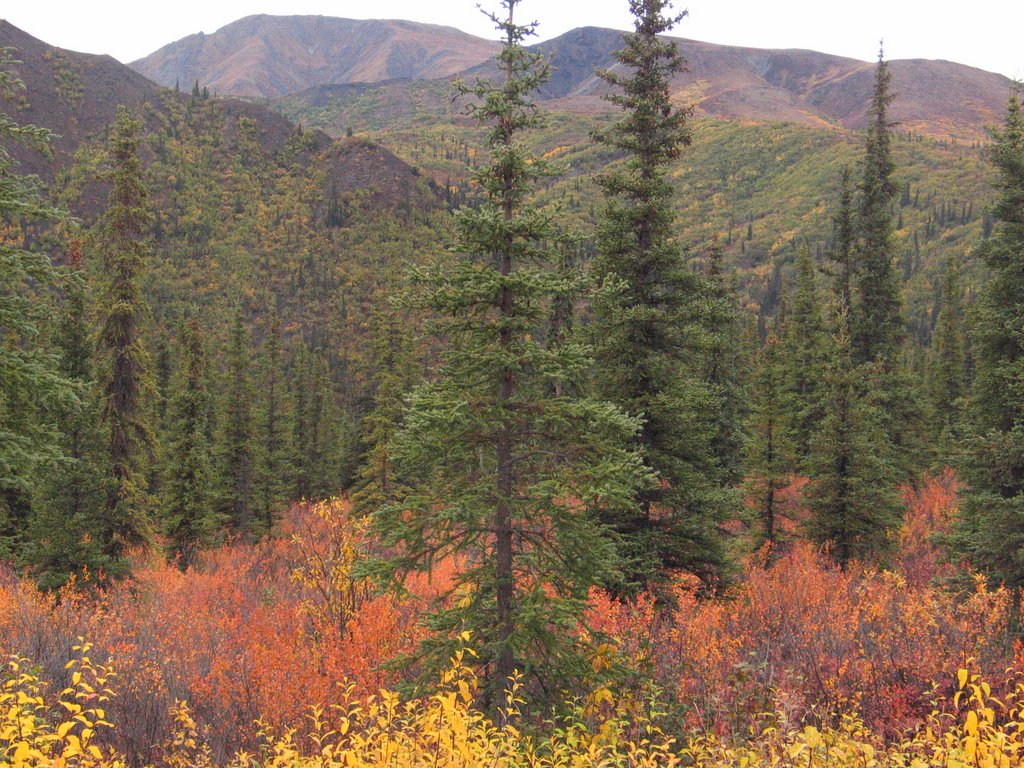 Fall Colors of Denali by freeskier46