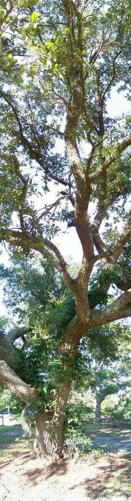 Oak tree near Fort Bayou by zacharystewart