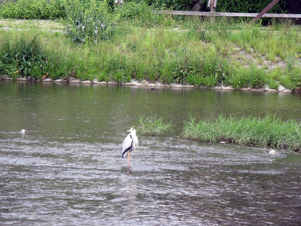 Kamo River - Crane by BryanM63