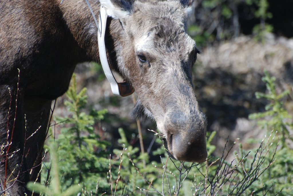 Really Too Close Moose Near Lake Snorklepuff by Conrad Nay