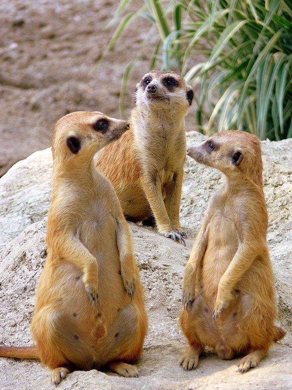 What did you say? Zagreb ZOO by alexxl