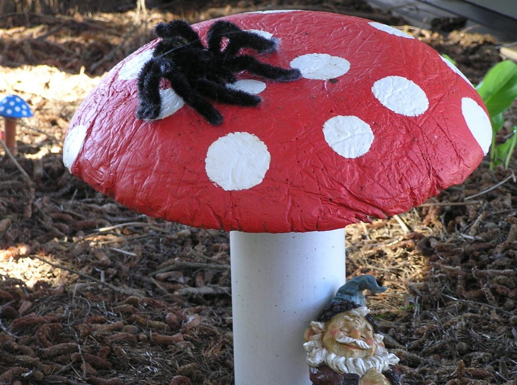 For Guy and Jean - the fungi and arachnid specialists!! by Inspector H snaps