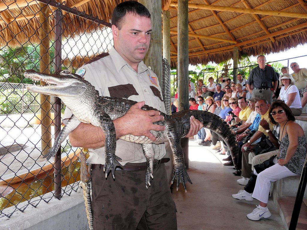 USA: Florida, n/w of Miami - Everglades Tour, Snappy (the crocodile) by Yory