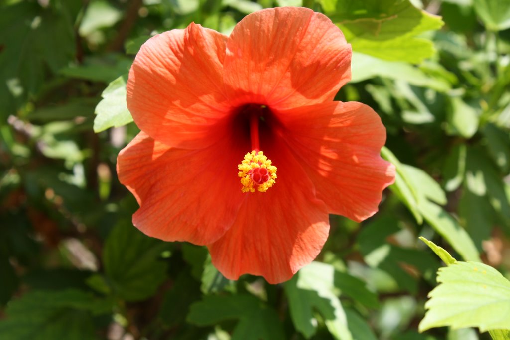 Flor en Torremolinos by antoniojrm