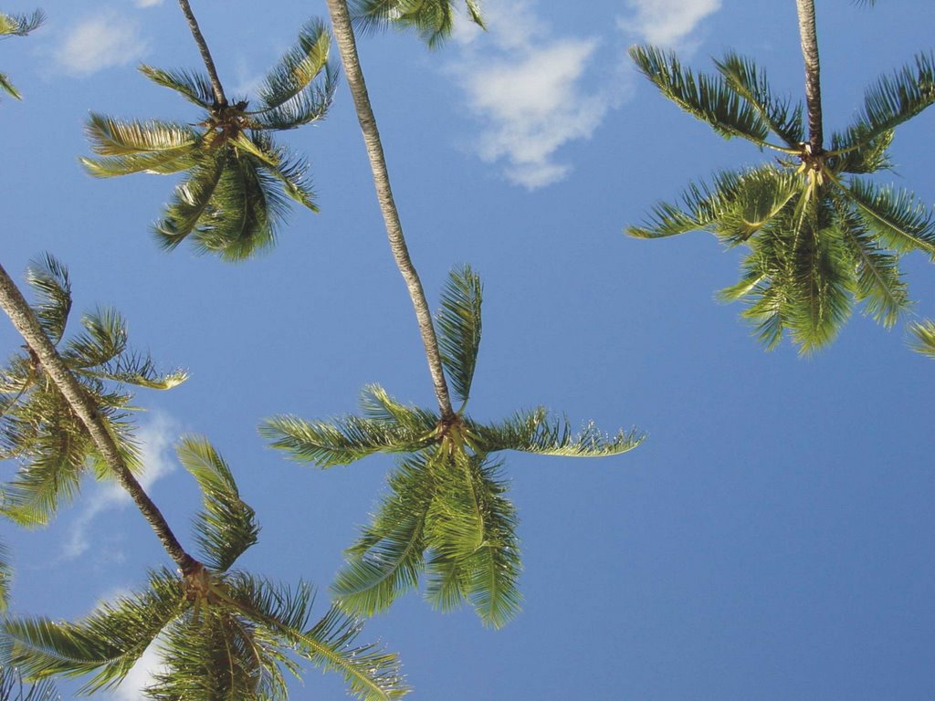 Palmenhimmel an Kapalua Beach by Strida