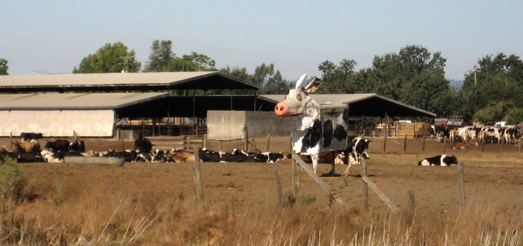 Bovine deity on Highway 12 by Elliot Kallen