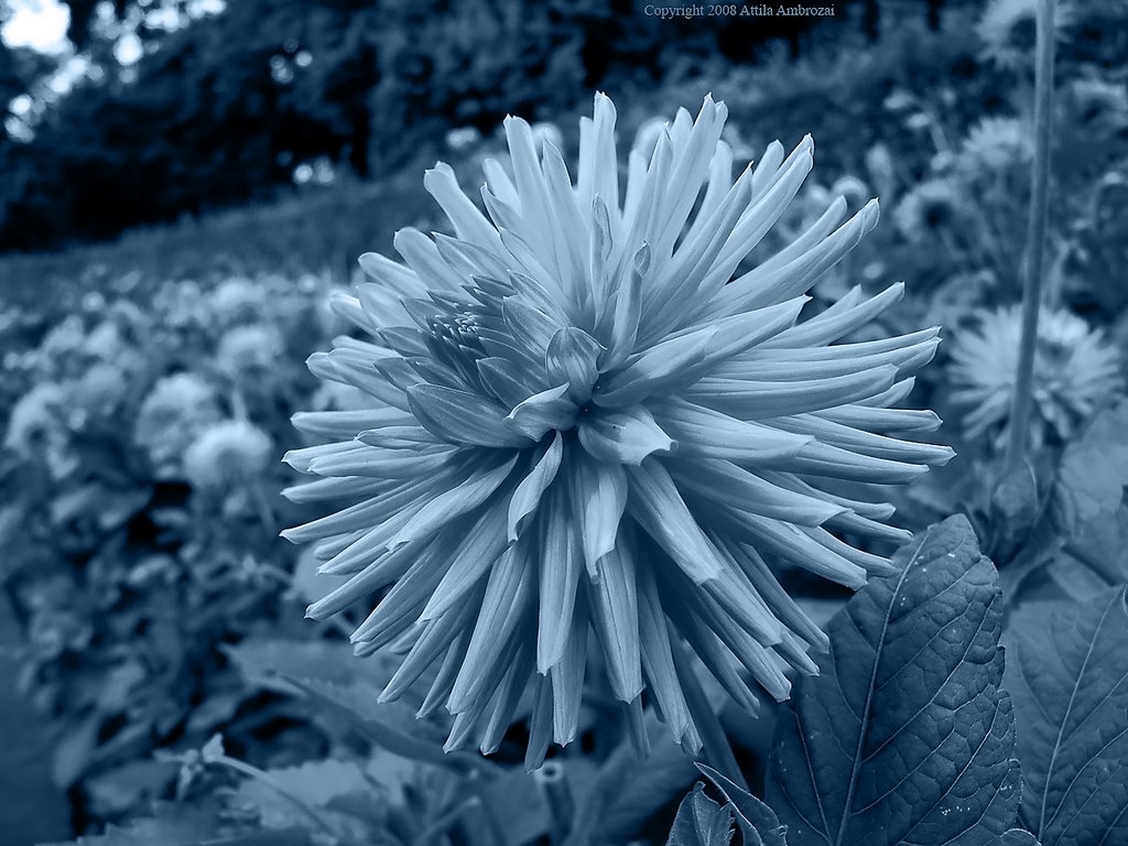 Anglesey Abbey - Flower in duotone by Attila Ambrozai