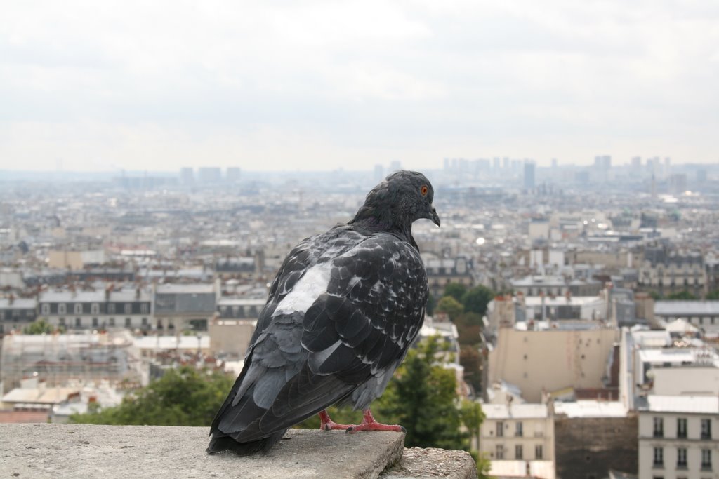 Pigeon looking City of Paris 2008 by Markus Nikkilä Photoshooter86