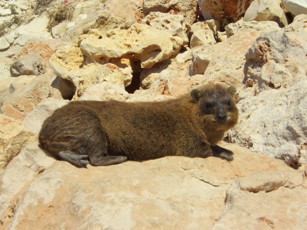 Funny Animal on an Rock by Ocean Star