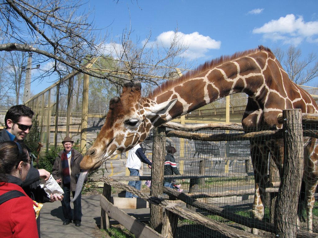 Zoo, Győr by Attila Kiss