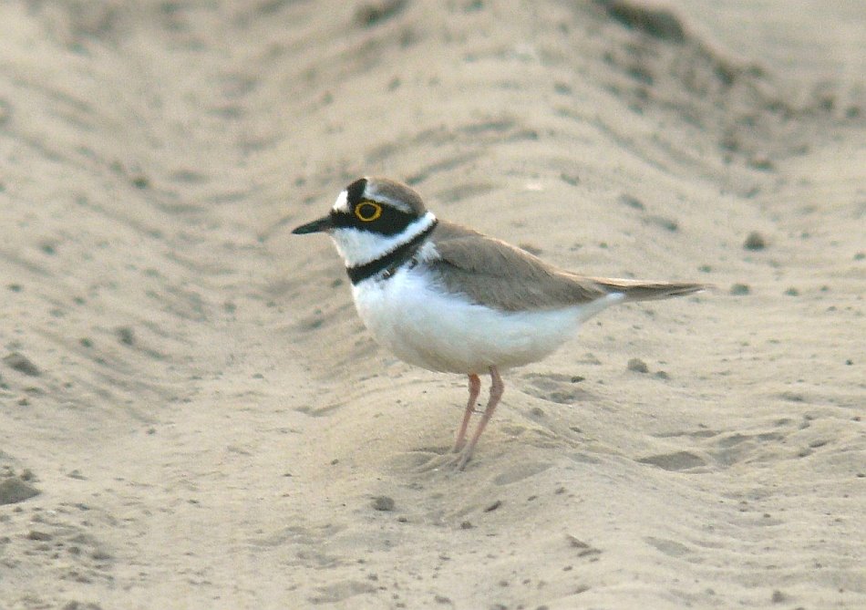 Kis lile - Little Ringed Plover - Charadrius dubius by fodipali