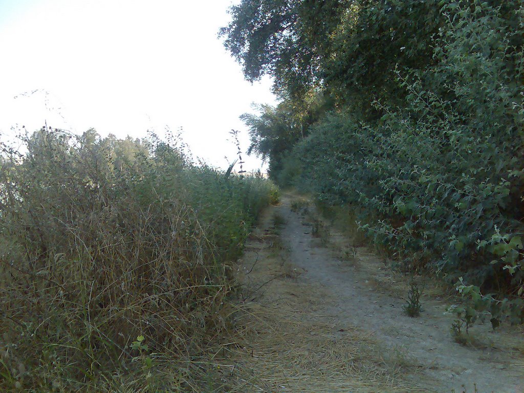 Camino ribera rio tras Jardín Botánico by moslero