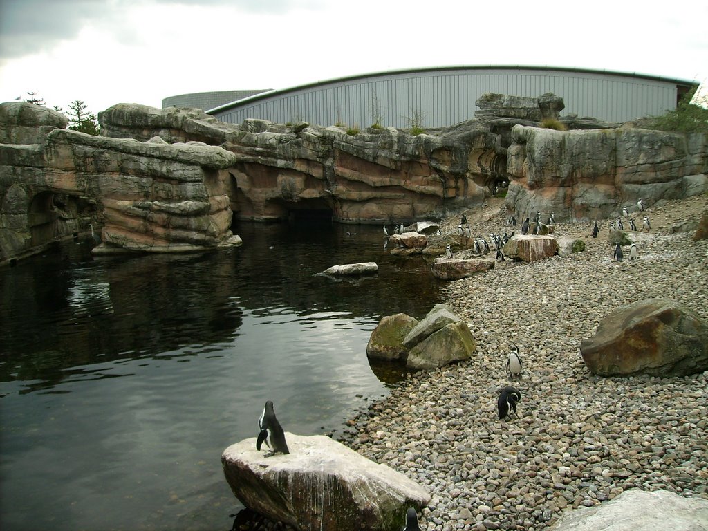 Gehege der Humboldt-Pinguine by Wolfgang Küfner