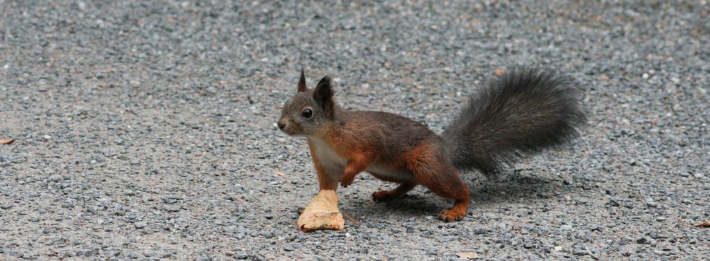 Squirrel by Pekka Karppinen