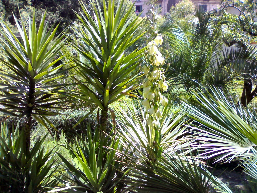 Giardino 2008 by www.villadeiligustri…