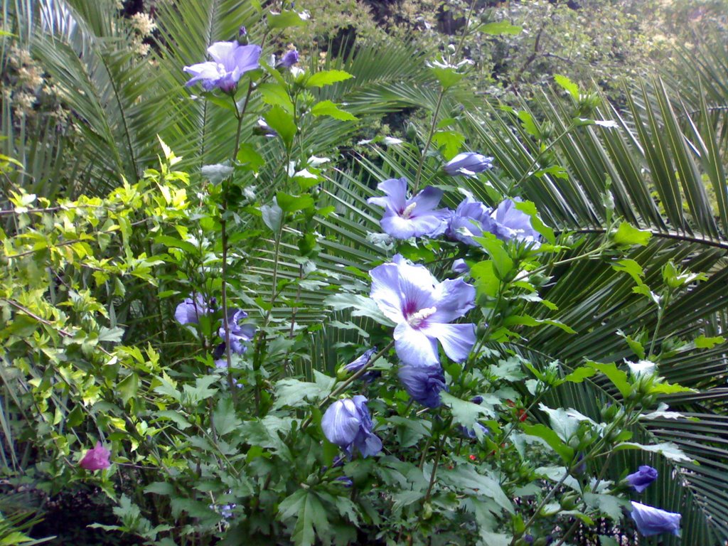 Hibiscus siriacus azzurro - Luglio 2008 by www.villadeiligustri…