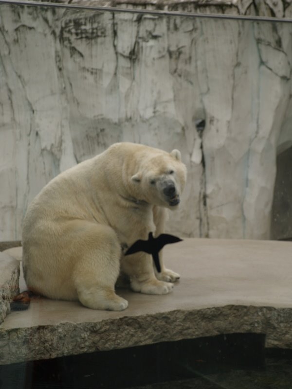 Oso polar. Karlsruhe zoo by Félix Sánchez