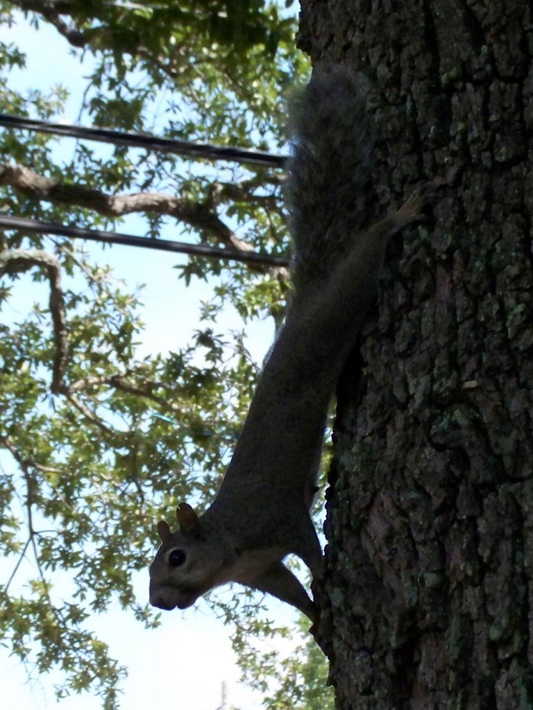 Squirrel on Washington Ave in Ocean Springs, MS by zacharystewart