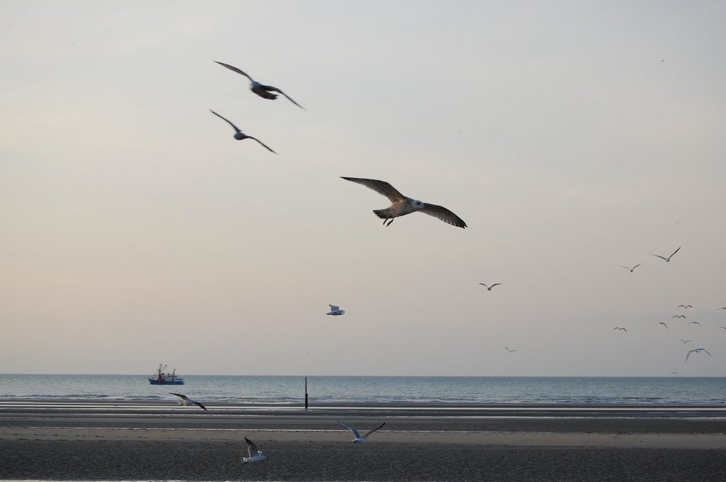 Sea gulls in the evening by Lecleire Jacques