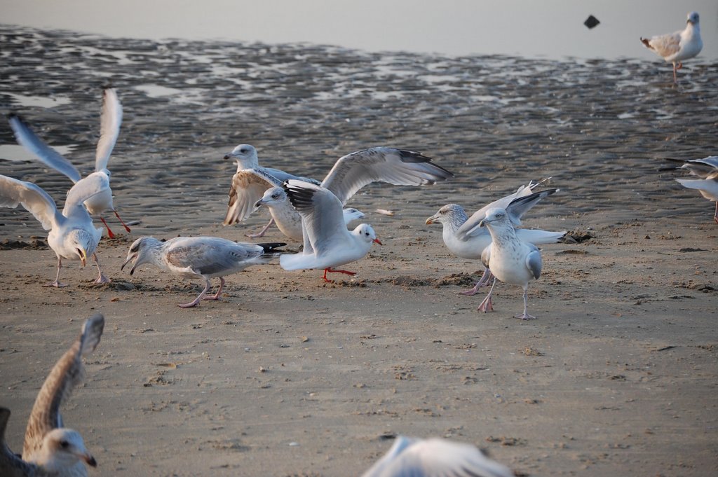 Sea gulls fighting for food by Lecleire Jacques