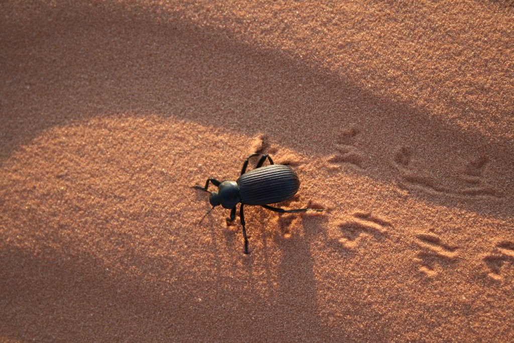 Beatle at Coral Pink Sand Dunes by Matthias Haberstock