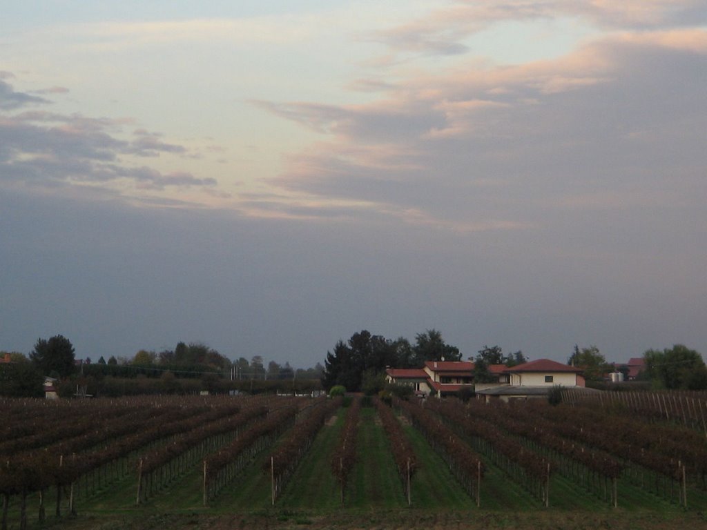 I vigneti di ponte di piave by stefano.deste