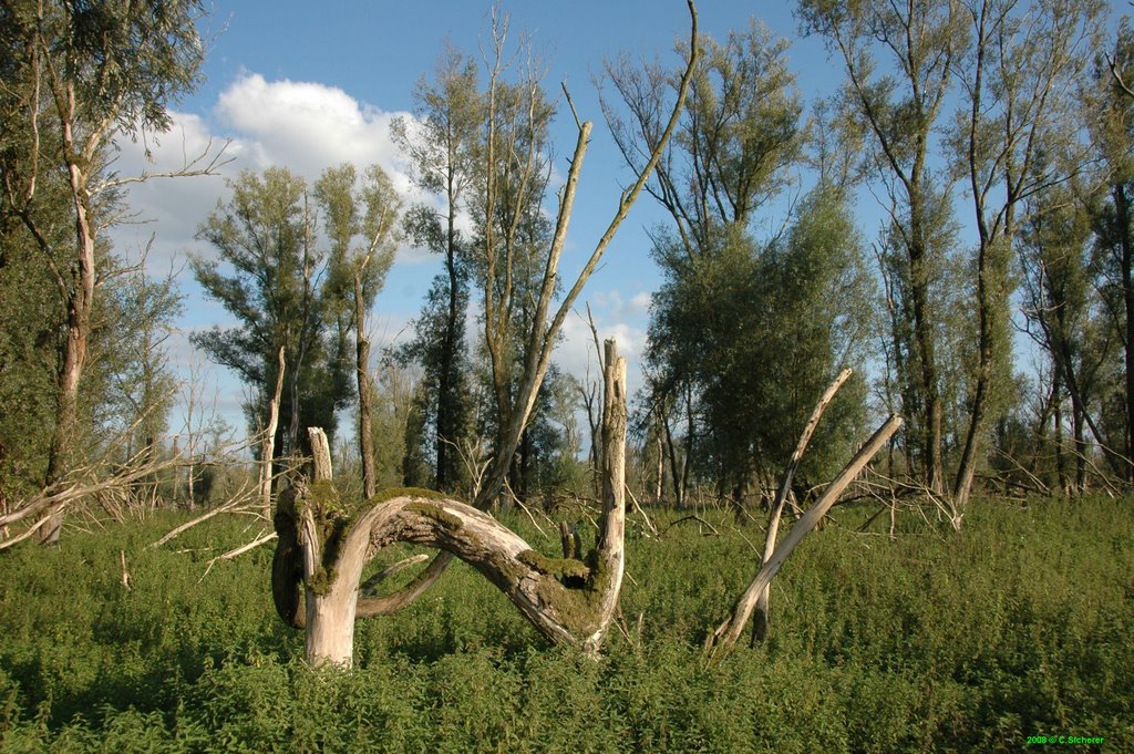 Oostvaardersplassen by sicherer