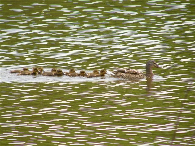 Wild duck family near Etyek, Hungary by Harcz Daniel Balázs