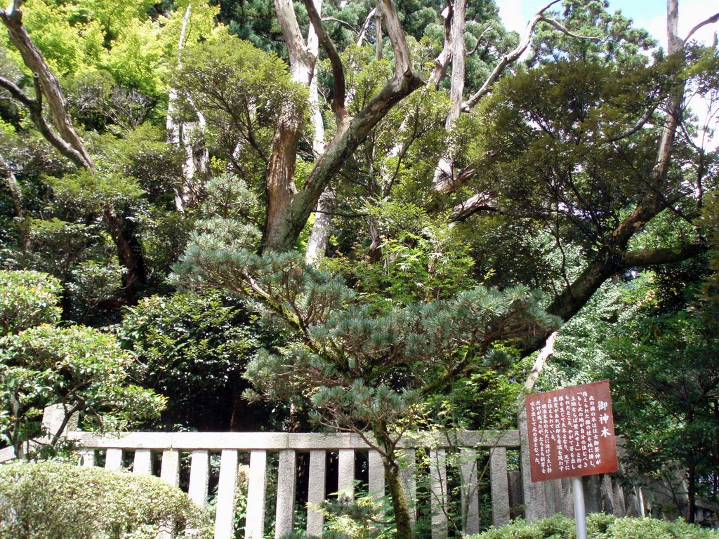 Yahikojinja_Shrine_弥彦神社 by yachiyo