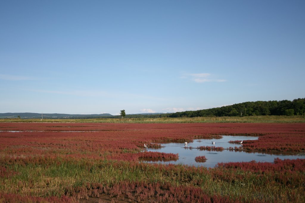 さんご草　Common Glasswort by peroshiba