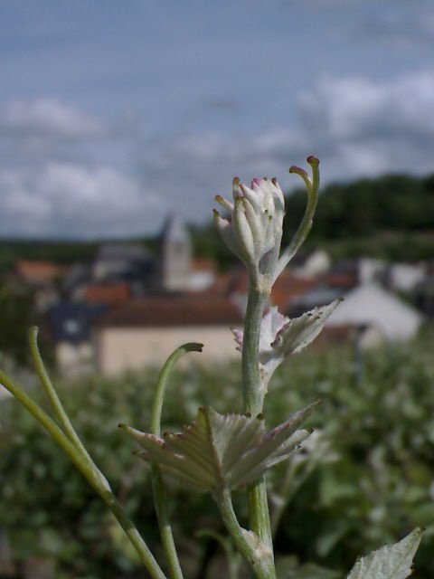 Vignes en champagne lieux dit "les brugnottes_ludes_51" by tony JOBART