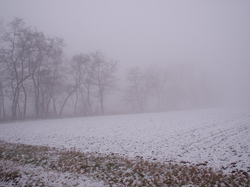 S.Maria di Mugnano, alberi e nebbia, Gen.06 by Livio Casarini