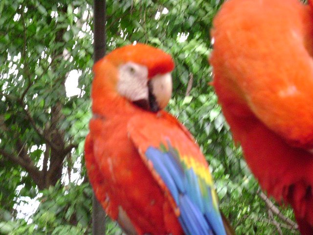 Arara - Zoologico UFMT - Cuiaba-MT by marcio_pontes