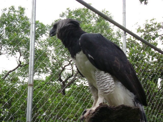 Gavião Real - Zoologico UFMT - Cuiaba-MT by marcio_pontes