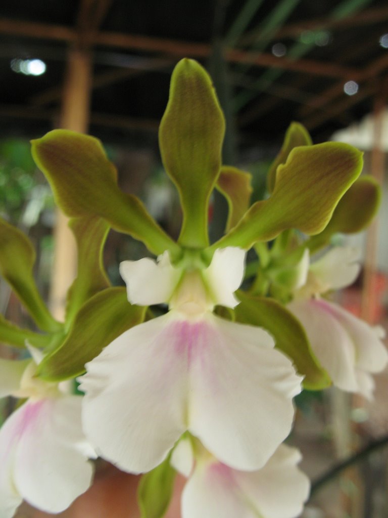 Encyclia rondoniense var.alba by zanusso