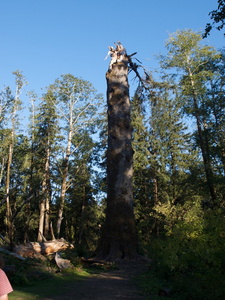 Giant Sitka Spruce by Comms