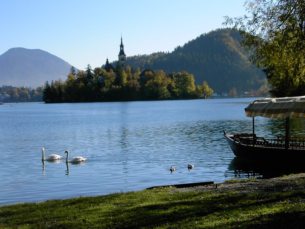 Bled:Lake, Island, Church, Pletna, Swans. by David J. Hill