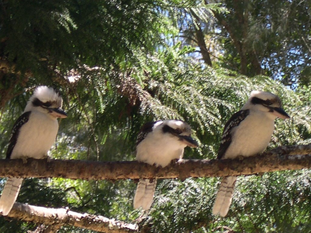 KOOKABURRAS X 3 by KrisW