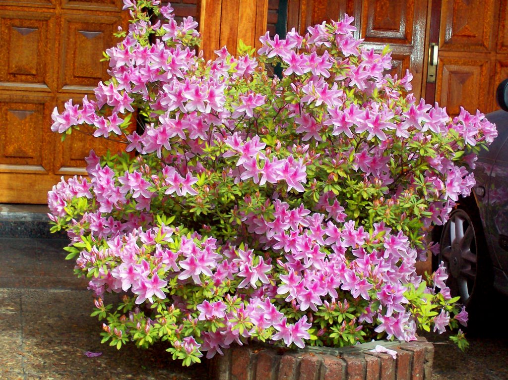 Azalea en mi Barrio frente de Casa by Horacio Louzao Argen…