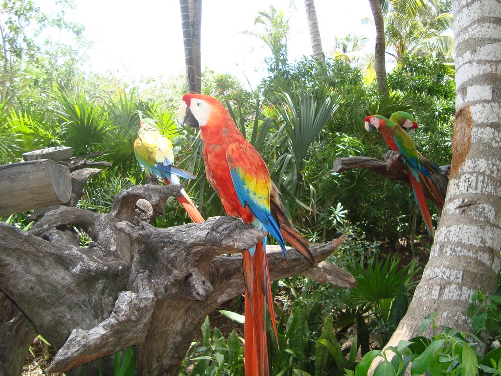 Pericos en Xel-Ha by OMAR_82