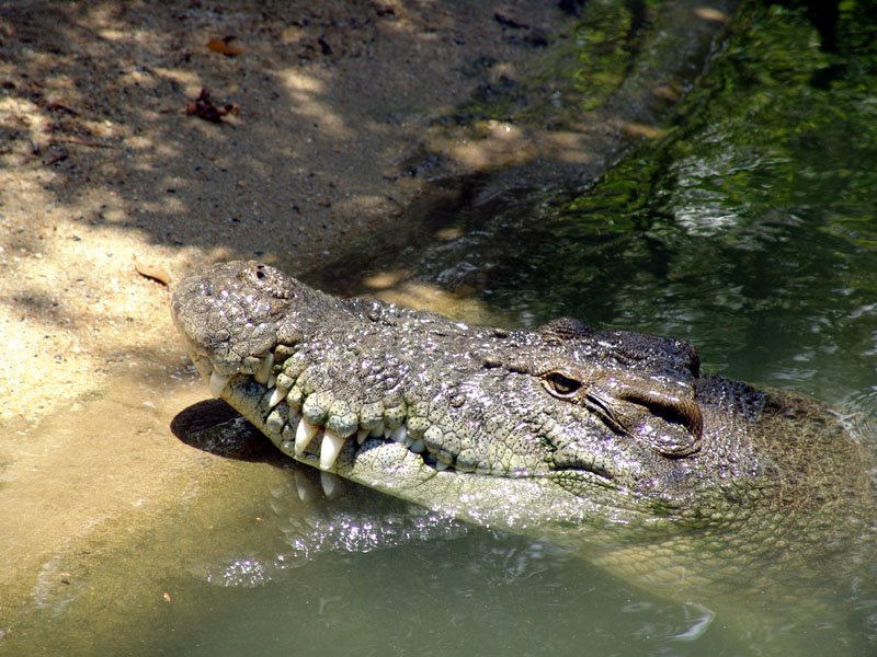 Estuarine Crocodile by mbittner1112