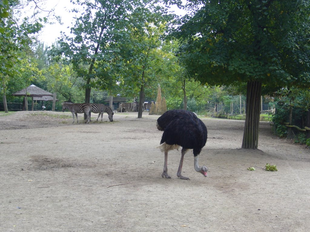 Blijdorp Zoo by chiel van waart