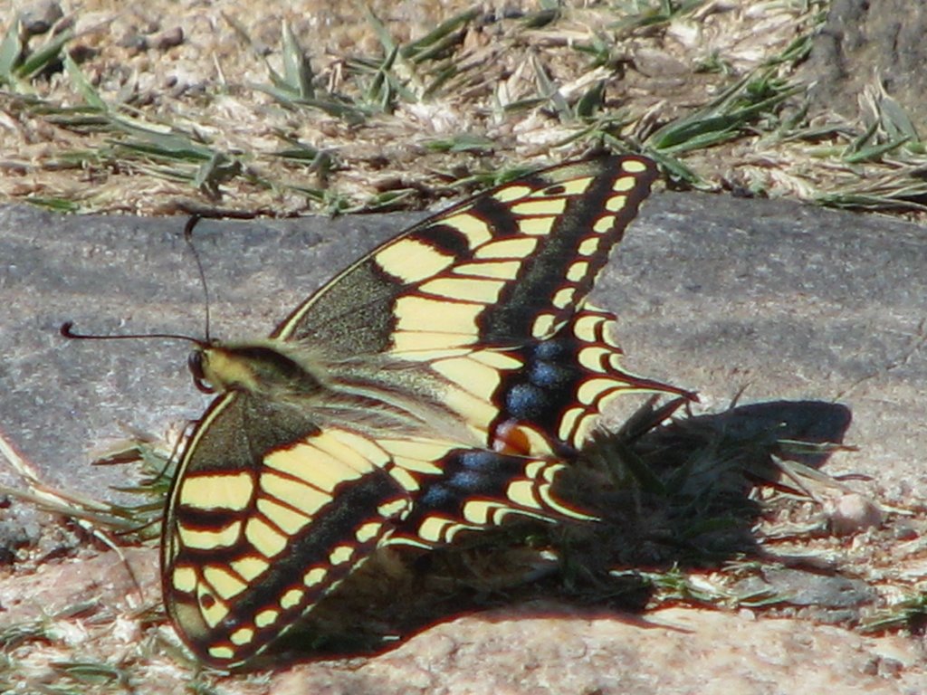 Mariposa ( PAPILIO MACHAON) by IVADIS no VIEWS