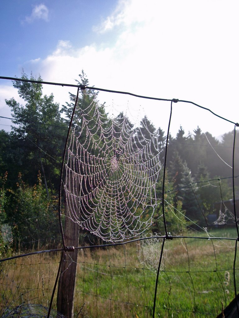 Spinnennetz nähe Zirkelstein by RaabiatoR