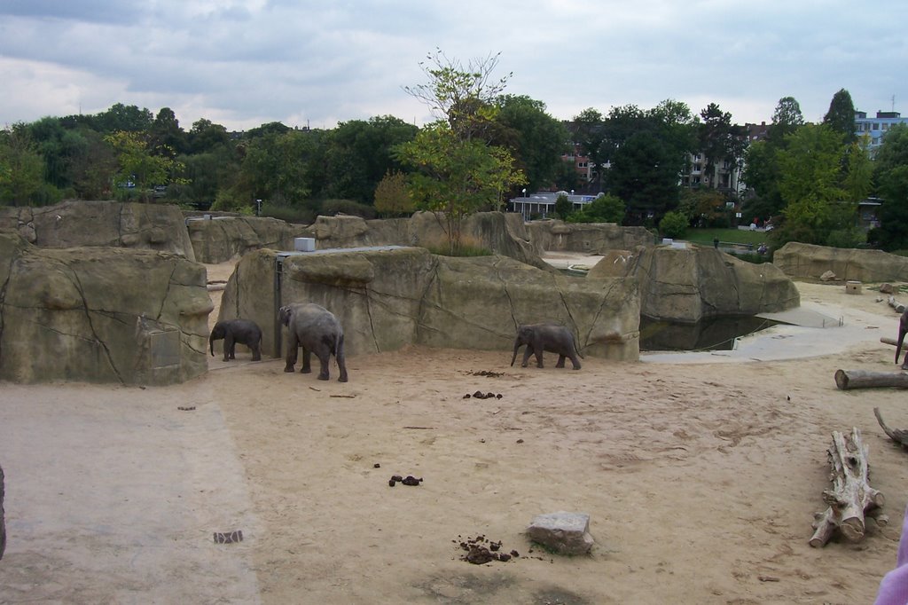 Elefant im Zoo Köln by gerd j.