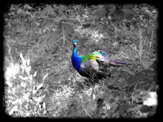 Peacock - Rhodos island Greece by eleni iak.