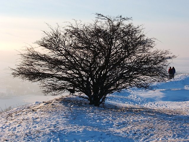 Der Baum im Winter by Alexander Emmermann