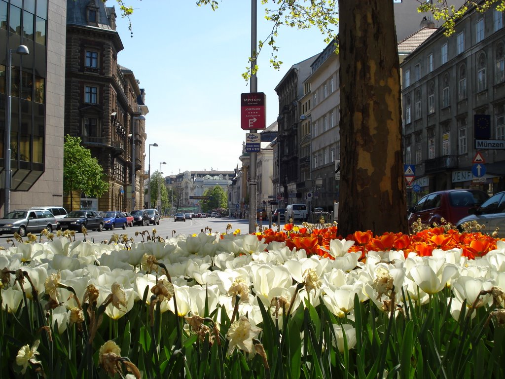 Auerspergstraße, Wien (looking S) by Kozara Mountain