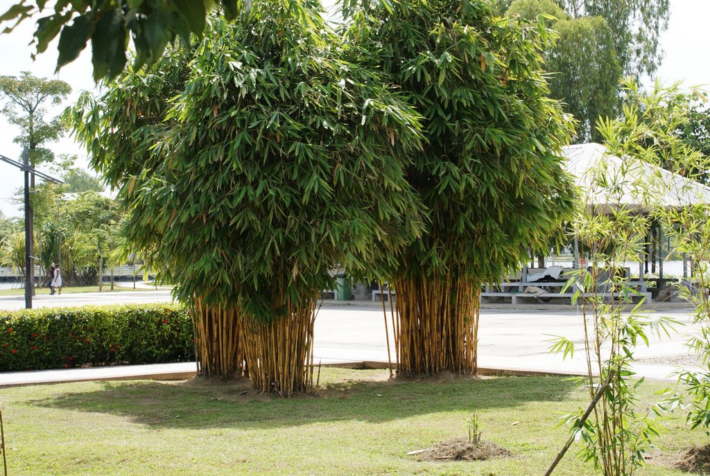 BAMBOO by mohd salim yunus