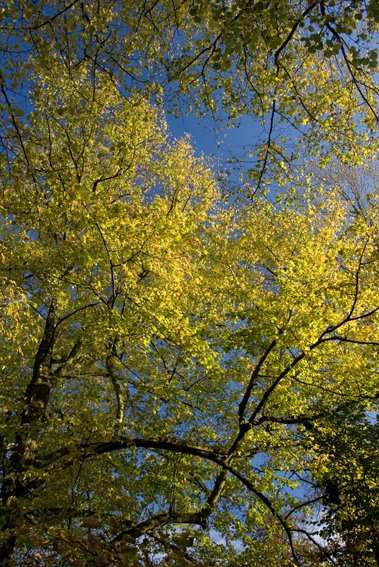 Autumn Limes 3, Donadea, Co Kildare, Ireland. by 2c